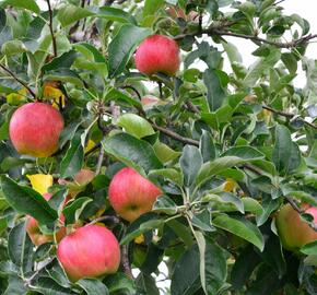 Jabloň zimní 'Gala Mu.' - Malus domestica 'Gala Mu.'