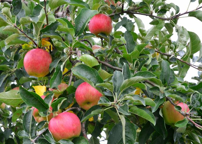 Jabloň zimní 'Gala Mu.' - Malus domestica 'Gala Mu.'