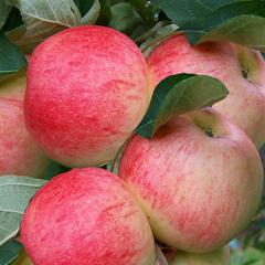 Jabloň zimní 'Wealthy' - Malus domestica 'Wealthy'