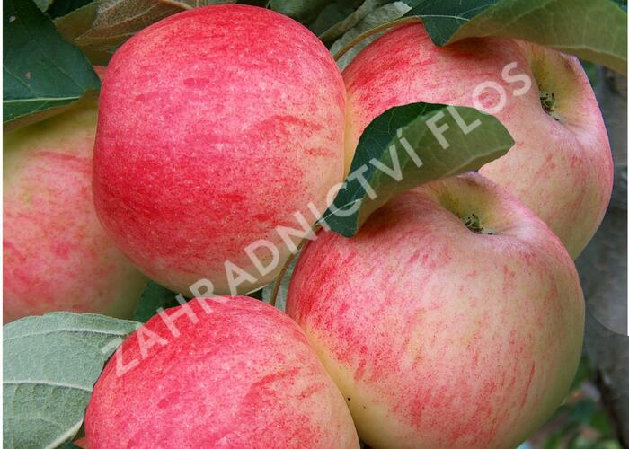 Jabloň zimní 'Wealthy' - Malus domestica 'Wealthy'