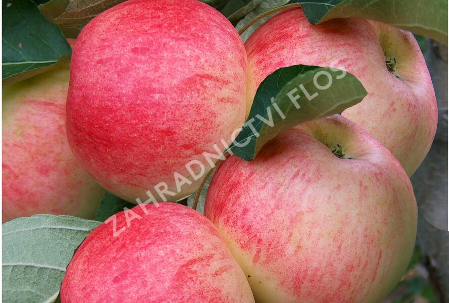 Jabloň zimní 'Wealthy' - Malus domestica 'Wealthy'