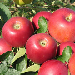 Jabloň letní 'Miodar' - Malus domestica 'Miodar'