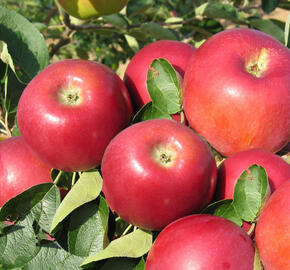 Jabloň letní 'Miodar' - Malus domestica 'Miodar'