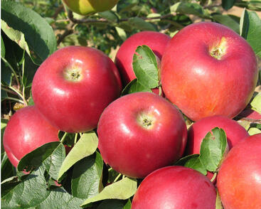 Jabloň letní 'Miodar'