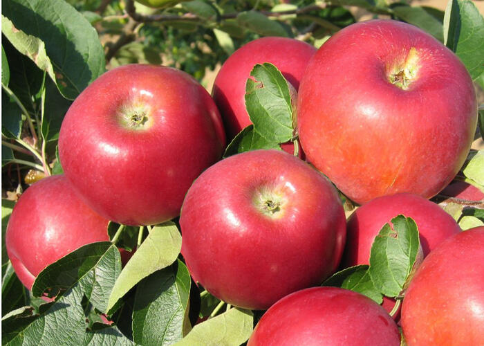 Jabloň letní 'Miodar' - Malus domestica 'Miodar'