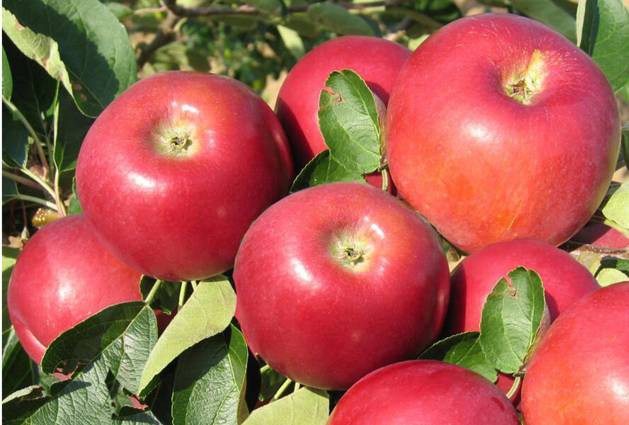 Jabloň letní 'Miodar' - Malus domestica 'Miodar'