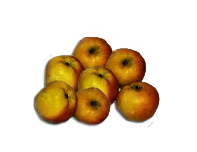 Jabloň zimní 'Mazánkův zázrak' - Malus domestica 'Mazánkův zázrak'