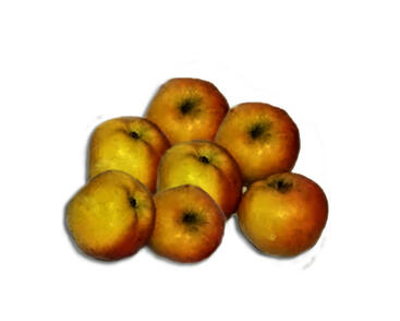 Jabloň zimní 'Mazánkův zázrak'