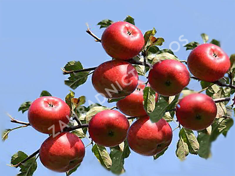 Jabloň zimní 'Panenské České' - Malus domestica 'Panenské České'