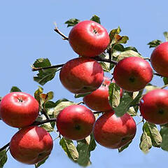 Jabloň domácí 'Panenské České' - Malus domestica 'Panenské České'