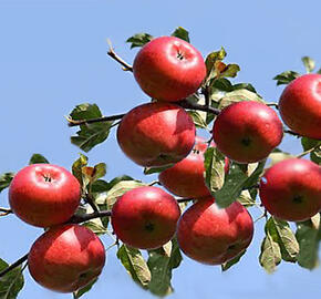 Jabloň domácí 'Panenské České' - Malus domestica 'Panenské České'