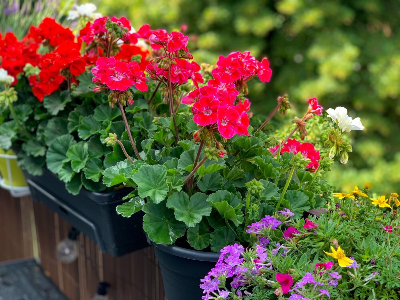 pelargonie a vějířovky