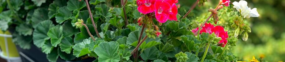 pelargonie a vějířovky