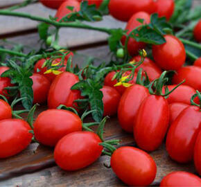 Rajče tyčkové 'SU 152/16 F1' - Lycopersicon esculentum 'SU 152/16 F1'