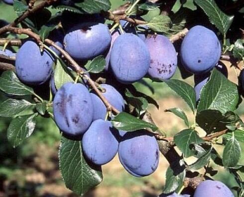 Švestka středně pozdní 'Toptaste' - Prunus domestica 'Toptaste'