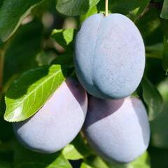 Švestka pozdní 'Haganta'® - Prunus domestica 'Haganta'®