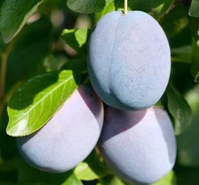 Švestka pozdní 'Haganta'® - Prunus domestica 'Haganta'®
