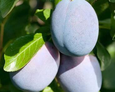 Švestka pozdní 'Haganta'®