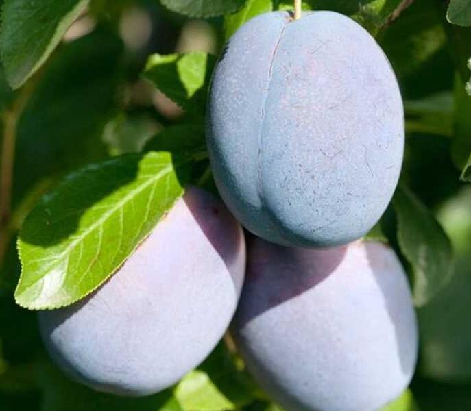Švestka pozdní 'Haganta'® - Prunus domestica 'Haganta'®