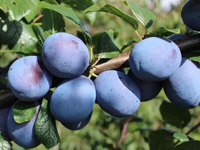 Pološvestka - velmi pozdní 'Tophit' - Prunus domestica 'Tophit'