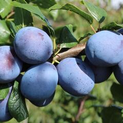 Pološvestka - velmi pozdní 'Tophit' - Prunus domestica 'Tophit'