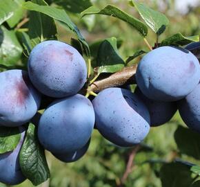 Pološvestka - velmi pozdní 'Tophit' - Prunus domestica 'Tophit'