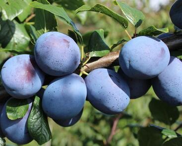 Pološvestka velmi pozdní 'Tophit'