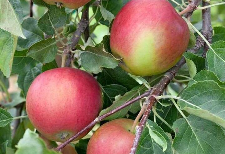 Jabloň letní 'Amethyst' - Malus domestica 'Amethyst'