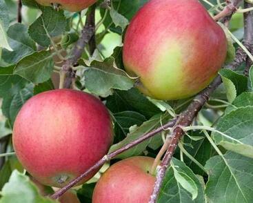 Jabloň letní 'Amethyst'