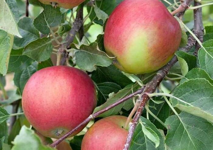 Jabloň letní 'Amethyst' - Malus domestica 'Amethyst'
