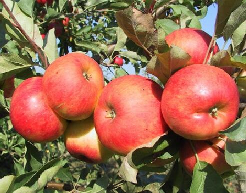 Jabloň podzimní 'Telse' - Malus domestica 'Telse'