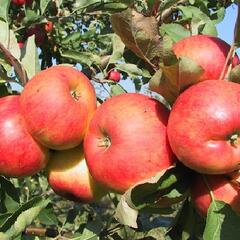 Jabloň podzimní 'Telse' - Malus domestica 'Telse'