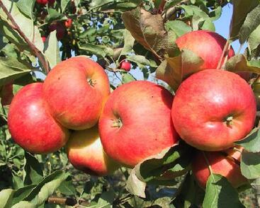 Jabloň podzimní 'Telse'