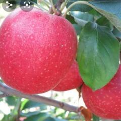 Jabloň zimní 'Gala Fengal' - Malus domestica 'Gala Fengal'