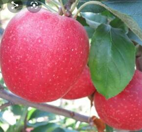 Jabloň zimní 'Gala Fengal' - Malus domestica 'Gala Fengal'