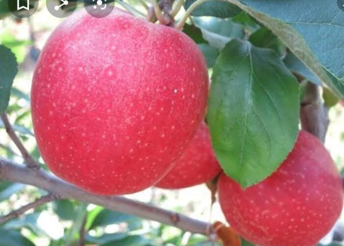 Jabloň zimní 'Gala Fengal' - Malus domestica 'Gala Fengal'
