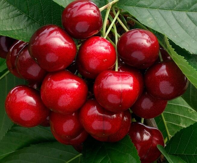 Třešeň pozdní 'Těchlovan' - Prunus avium 'Těchlovan'