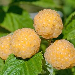 Maliník jednouplodící 'Zlatá Královna' - Rubus idaeus 'Zlatá Královna'