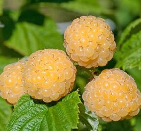 Maliník jednouplodící 'Zlatá Královna' - Rubus idaeus 'Zlatá Královna'