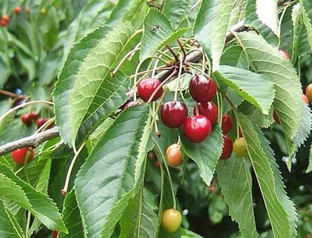 Třešeň velmi raná srdcovka 'Rychlice' - Prunus avium 'Rychlice'