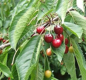 Třešeň raná 'Rychlice' - Prunus avium 'Rychlice'