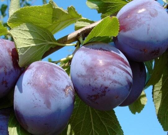 Švestka domácí pozdní 'Anna Späth' - Prunus domestica 'Anna Späth'