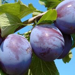 Švestka domácí 'Anna Späth' - Prunus domestica 'Anna Späth'