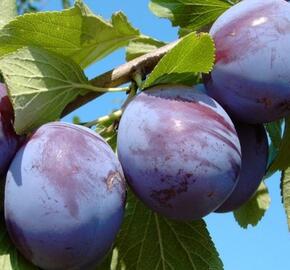 Švestka domácí 'Anna Späth' - Prunus domestica 'Anna Späth'