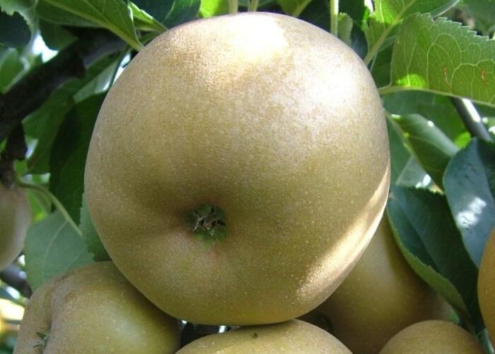Jabloň zimní 'Kanadská reneta' - Malus domestica 'Kanadská reneta'