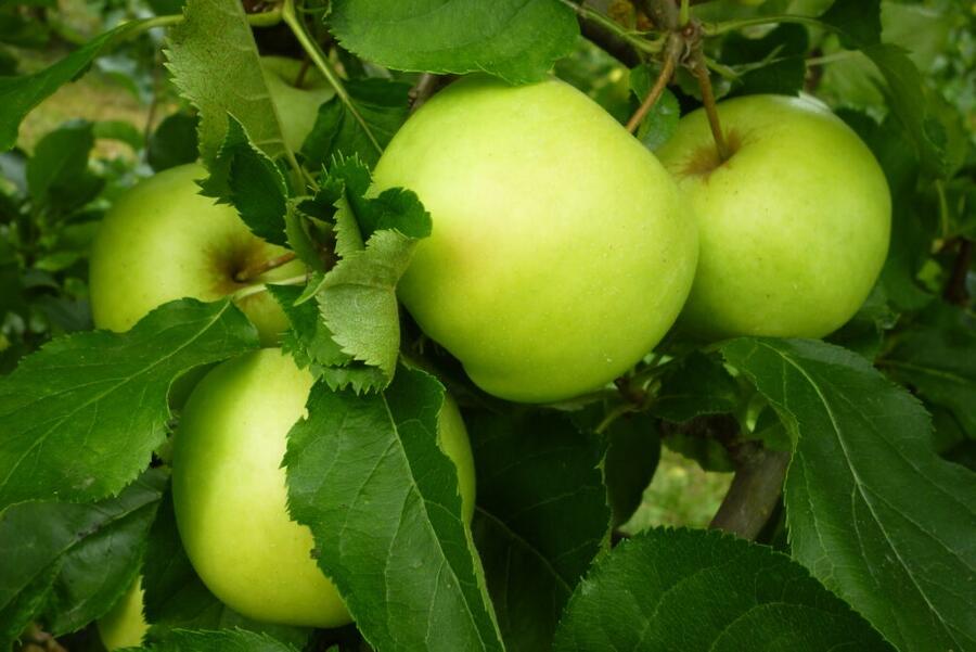 Jabloň zimní 'Orion' - Malus domestica 'Orion'