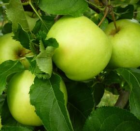 Jabloň zimní 'Orion' - Malus domestica 'Orion'