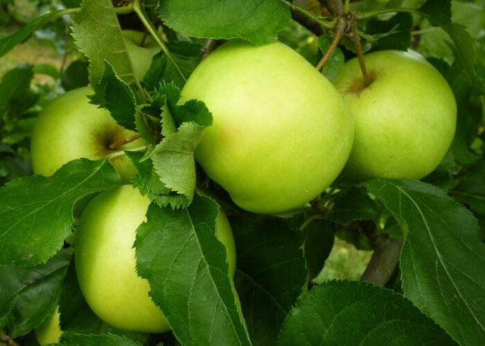 Jabloň zimní 'Orion' - Malus domestica 'Orion'