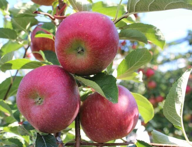 Jabloň zimní 'Rubelit' - Malus domestica 'Rubelit'