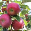 Jabloň zimní 'Rubelit' - Malus domestica 'Rubelit'